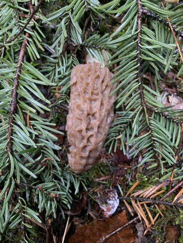 Morchella conica Emmental schattseits 700 müm, 15.04.2023