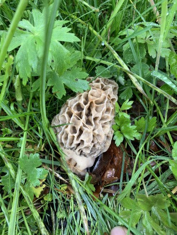 Morchella esculenta, Jura bei Biel 900 müm, 16.04.2023