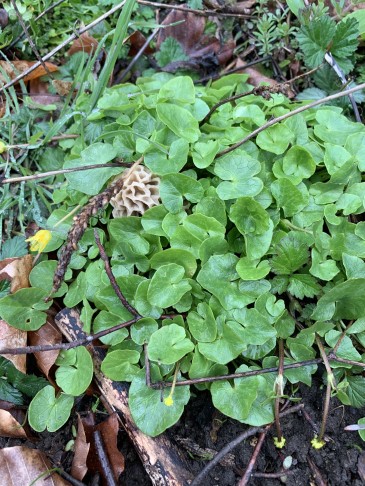 bien cachée, schattseits, Jura 700 müm, 16.04.2023 
