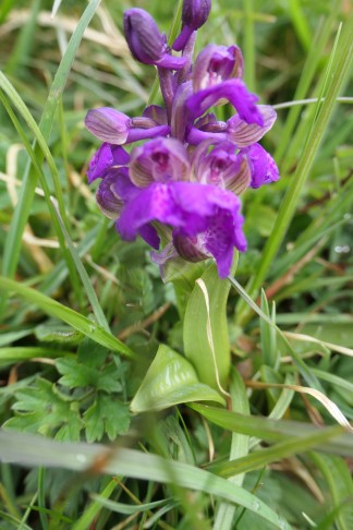 Orchis morio Vauffelin PdD 2023-04-13