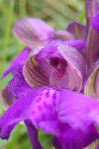 Orchis morio Vauffelin PdD 2023-04-13