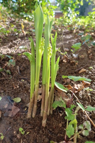 Convallaria majalis 26. 4. 23