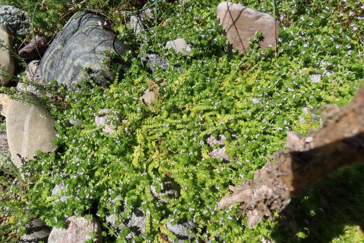 Sherardia arvensis 4. 5. 23