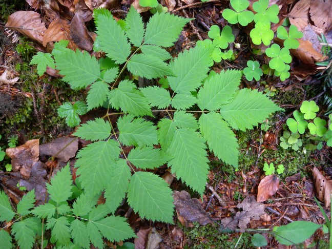 Wald-Geissbart (Aruncus dioicus), Blattrand scharf und doppelt gesägt. Krauchthal (BE), 23.5.2018