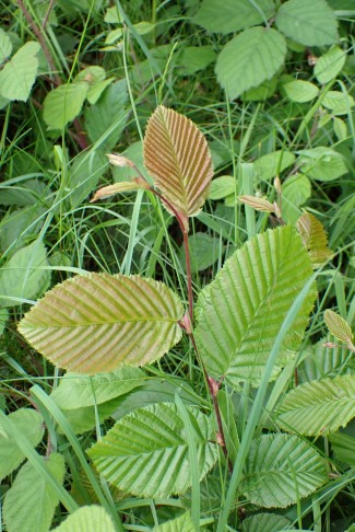 Hagebuche (Carpinus betulus)