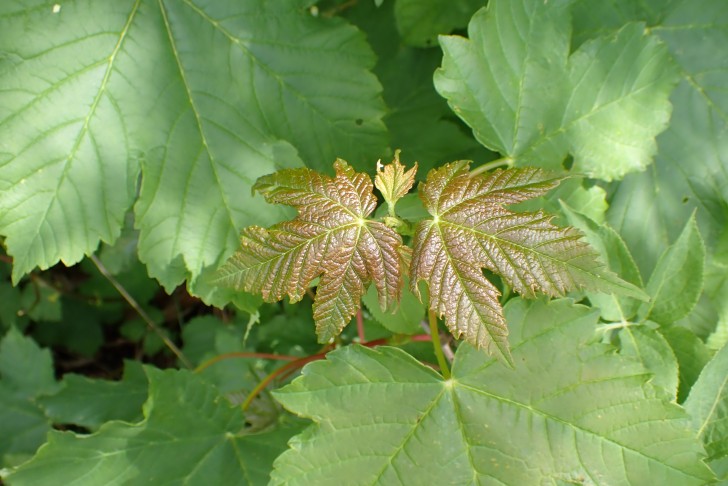 Berg-Ahorn (Acer pseudoplatanus)