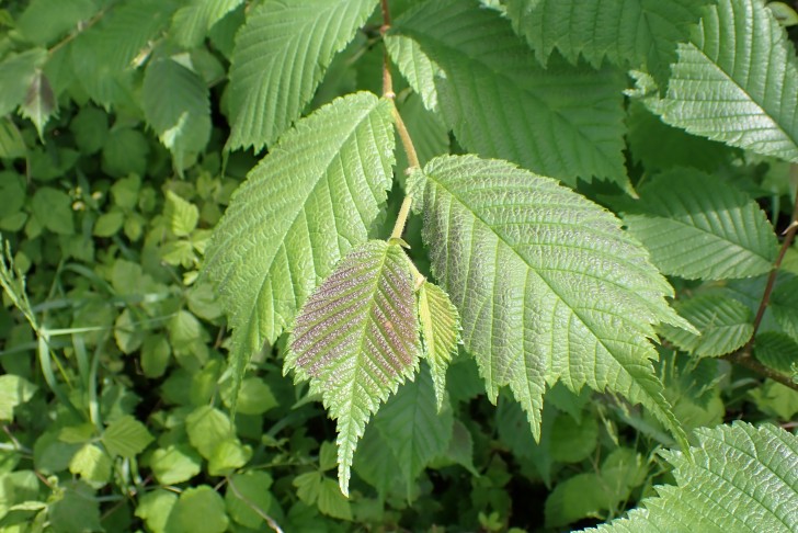 Berg-Ulme (Ulmus glabra)