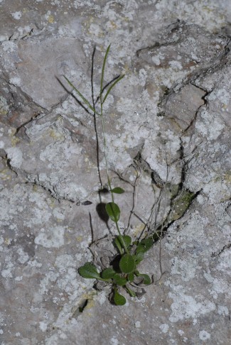 Arabis serpillifolia, Jura