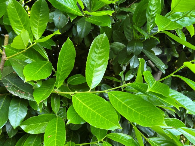 Prunus laurocerasus, Triebe und Blattstiele grün