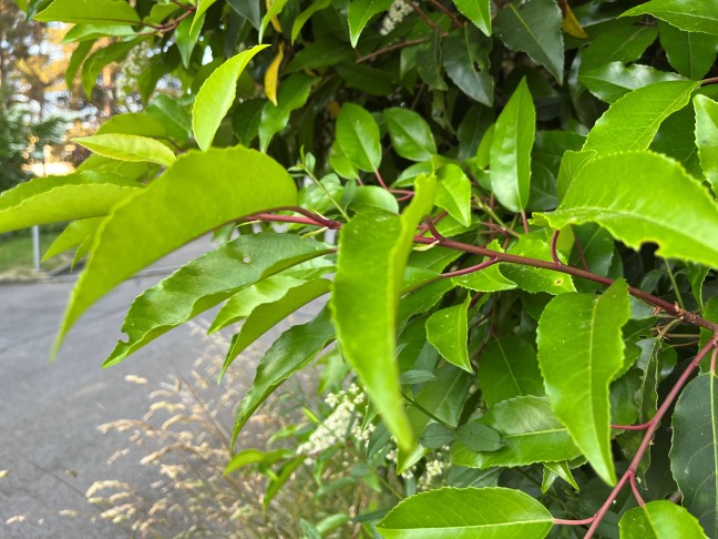 Prunus lusitanica, Trieb und Blatstiele rot