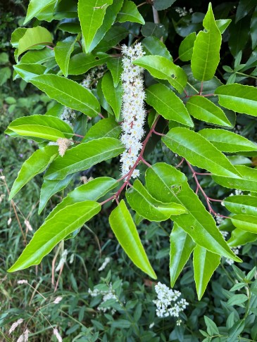 Prunus lusitanica mit Blüte