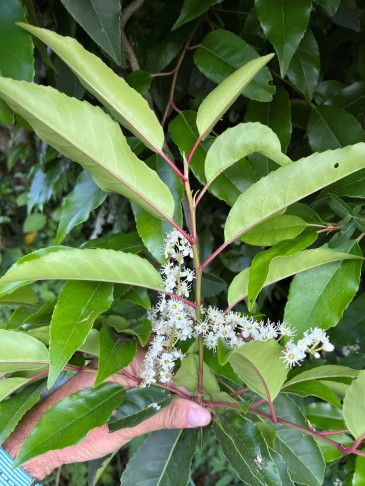 Prunus lusitanica, Blattunterseite