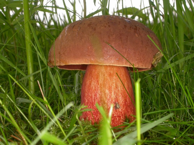 Flockenstieliger Hexenröhrling