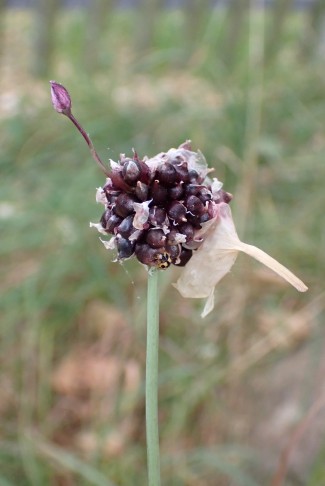 Schlangen-Lauch (Allium scorodoprasum). Bern (BE), 22.6.2023