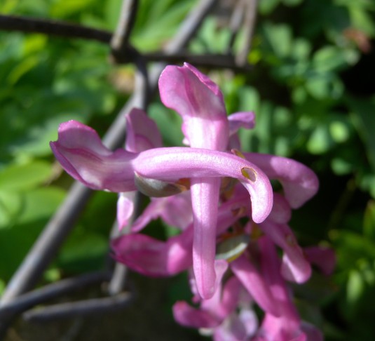 Hohler Lerchensporn (Corydalis cava). Aarberg (BE) 12.4.2015