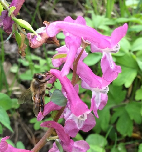 Hohler Lerchensporn (Corydalis cava). Stadt Bern 4.4.2017