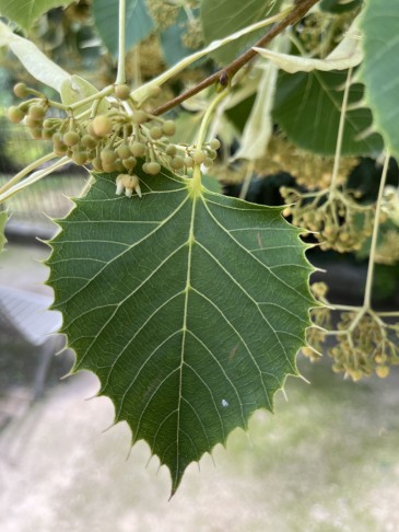 06.08.2023 Tilia henryana, Blattoberseite, Jardins de Plantes, Paris