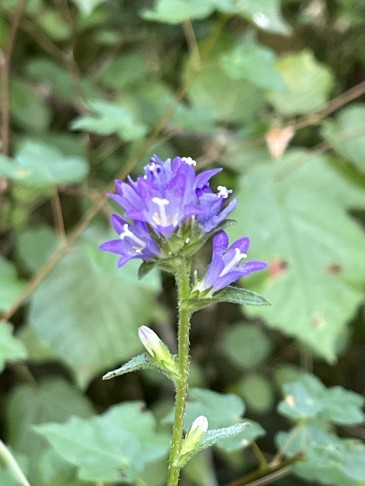 Campanula cervicaria