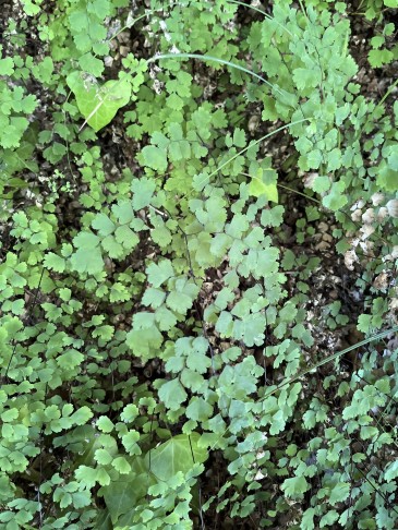 Adiantum capillus-veneris