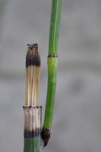 Winter-Schachtelhalm (Equisetum hyemale subsp. hyemale) - verletzter Spross mit jungem Seitentrieb. Wylerholz Bern (BE), 18.8.2023