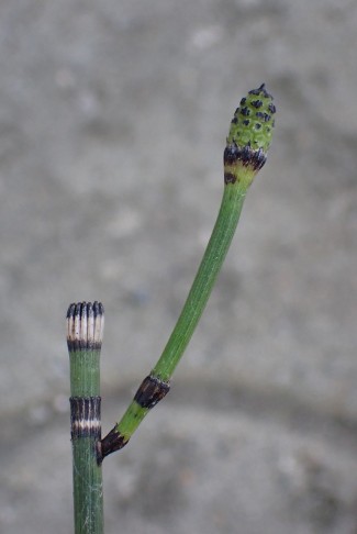 Winter-Schachtelhalm (Equisetum hyemale subsp. hyemale) - Blattscheiden des jungen Sprosses mit Zähnen. Wylerholz Bern (BE), 18.8.2023