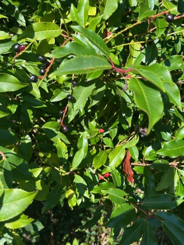Früchte von Prunus lusitanica