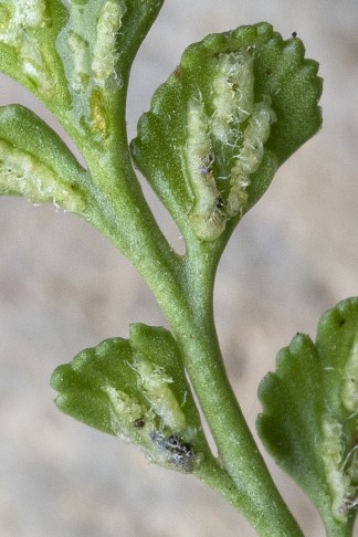 Asplenium ruta-muraria subsp. ruta-muraria: Schleier (Indusium) mit langen Fransen. 3.7.2019, francoisealsaker