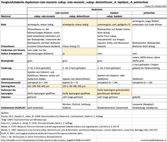 Vergleichstabelle für A. ruta-muraria subsp. muraria, subsp. dolomiticum, A. lepidum und A. petrarchae. Version V2 vom 23.10.2023