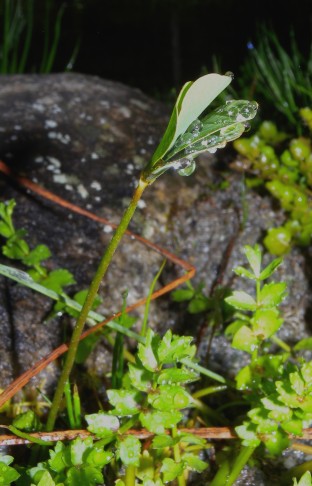 Schlafender Vierblättriger Kleefarn (Marsilea quadrifolia) im Botanischen Garten Bern. 30.10.2019