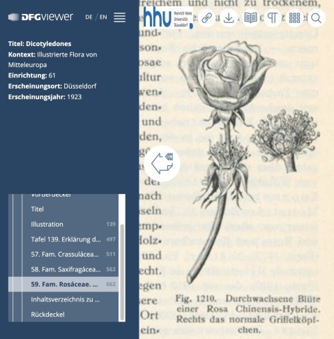 Durchwachsene Blüte einer Rosa chinensis Hybride. Screenshot aus der 