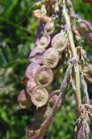 Alpen-Süssklee (Hedysarum hedysaroides). Jonvrai (GR), 20.7.2021