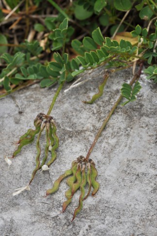 Schopfiger Hufeisenklee (Hippocrepis comosa). Wengen (BE), 11.07.2018. Foto: wolfgang bischoff