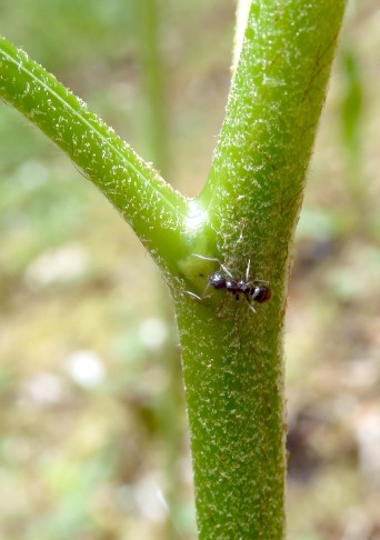 Ameise an einem extrafloralen Nektarium des Adlerfarns (Pteridium aquilinum). Lörwald (BE), 3.5.2020
