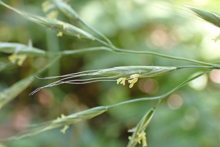 Ährchen des Riesen-Schwingels (Festuca gigantea) mit langen, etwas gebogenen Grannen. Köniz (BE), 3.7.2023