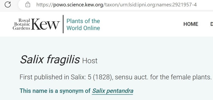 Zu Herrn Host habe ich noch folgendes Dokument gefunden:
https://botanischergarten.univie.ac.at/fileadmin/user_upload/p_botanischergarten/Infoblaetter/Ausstellungen/ib_host_salix_fragilis.pdf