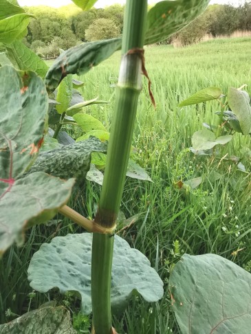 Stängel grün, ohne rötliche Flecken (13.05.2021)