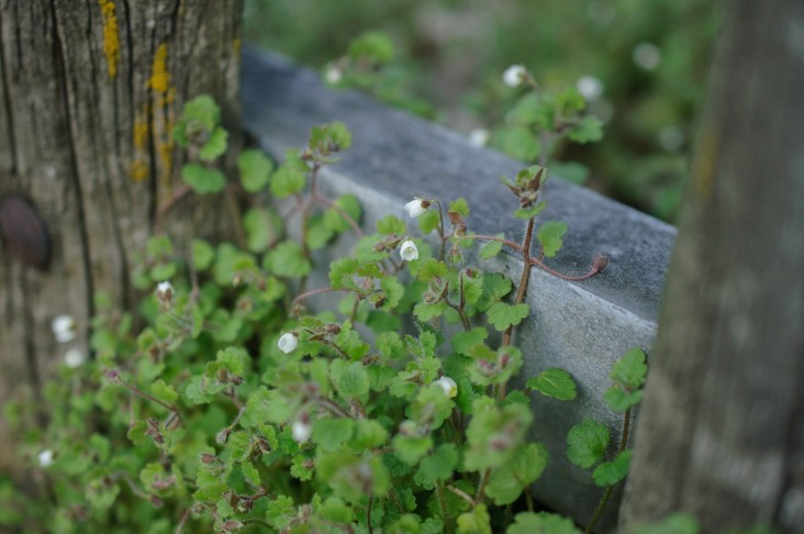 Veronica cymbalaria (Biel/Bienne, 13.03.2024)