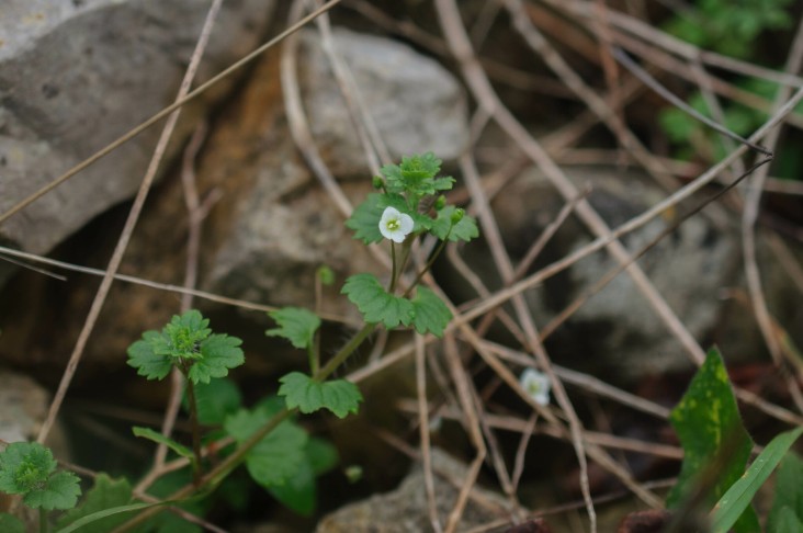 Veronica cymbalaria (Kariotiko, Corfu, Greece, 04.01.2024)