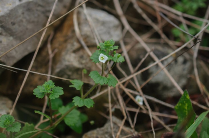 Veronica cymbalaria (Kariotiko, Corfu, Greece, 04.01.2024)