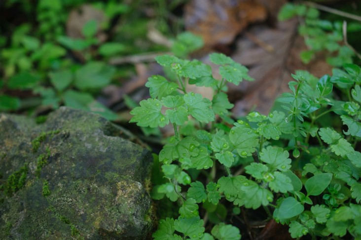 Veronica cymbalaria (Kariotiko, Corfu, Greece, 04.01.2024)