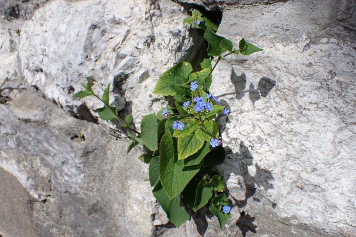  Kaukasusvergissmeinnicht (Brunnera macrophylla); Bern (BE), 25.03.2024