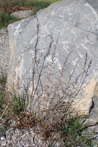 Abgestorbene, letztjährige Pflanzen der Besen-Radmelde (Bassia scoparia); Bern (BE), 25.03.2024