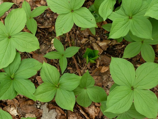 30.03.2024 Lösungsbild Paris quadrifolia