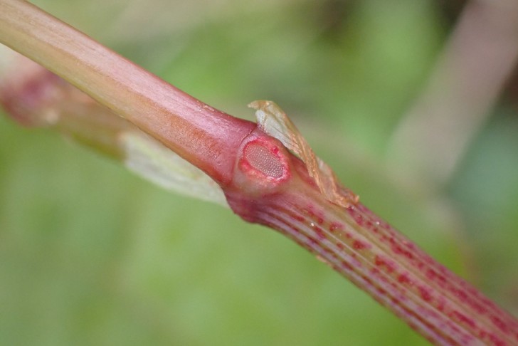 Ovales Grubennektarium am Grund des Blattstiels (Aussenseite); Reynoutria japonica. Aareufer Bern (BE), 20.04.2024