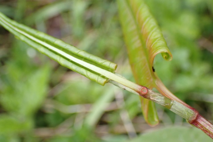 Junges Blatt (Blattspreite noch zur Unterseite umgerollt) mit Grubennektarium am Grund des Blattstiels; Reynoutria japonica. Aareufer Bern (BE), 20.04.2024