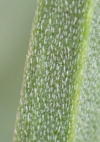 Schweizer Schöterich (Erysimum rhaeticum): Blattunterseite mit Kompasshaaren. Naters (VS), 07.04.2024