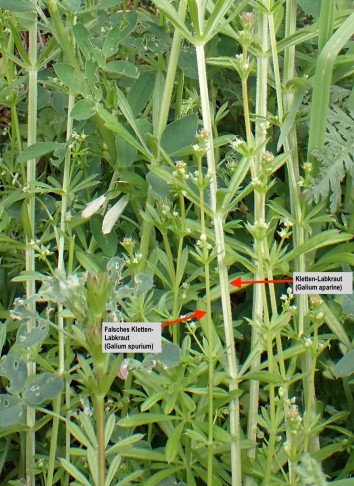 Fast etwas zu klar, um wahr zu sein: Galium spurium und Galium aparine wachsen nebeneinander am Wegrand. Fully (VS), 22.03.2024