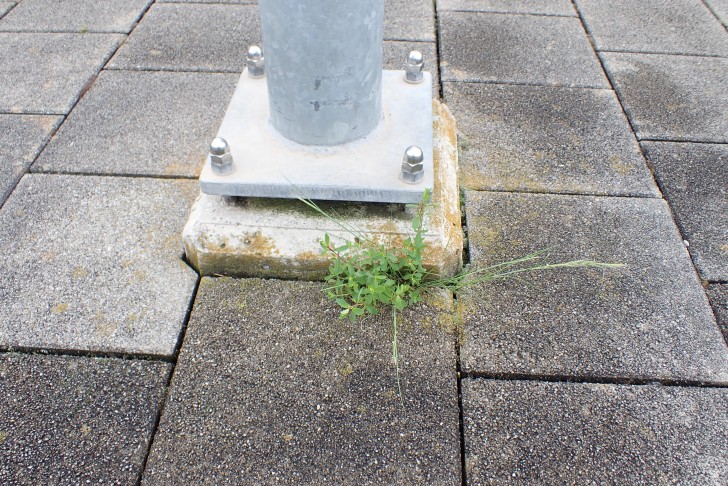 Mäuse-Federschwingel (Vulpia myuros) zusammen mit dem Echten Johanniskraut (Hypericum perforatum); Bahnhof Belp (BE), 11.06.2024