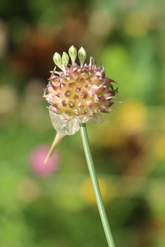 20.06.2023 Allium 1