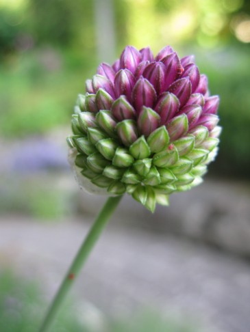 15.06.2018 Allium 2